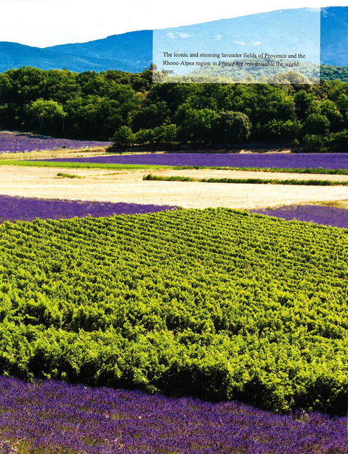 A Complete Guide to Wine