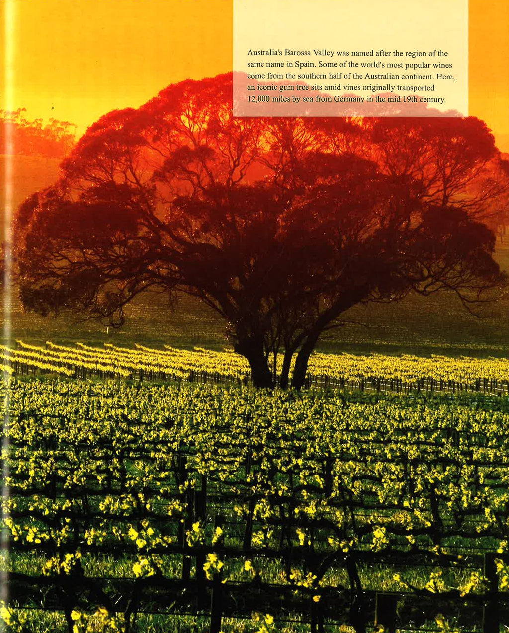 A Complete Guide to Wine