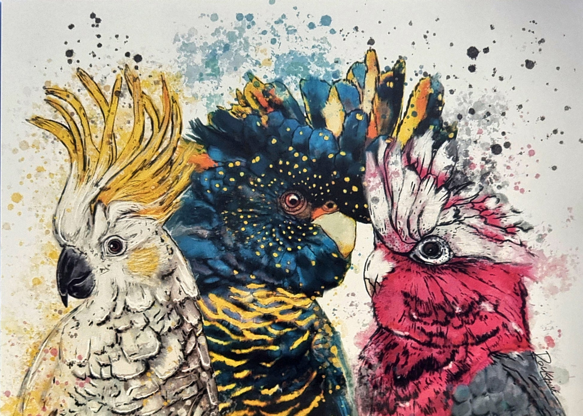 Cockatoo