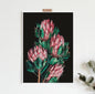 Protea flower fine art print
